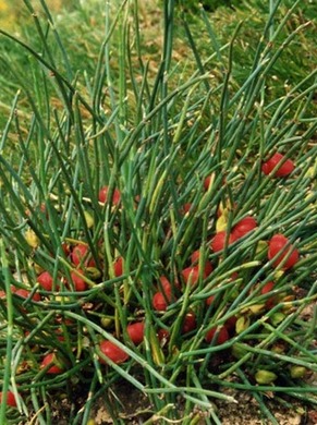 �������� ��������: ������ ��������, ���������� �����.